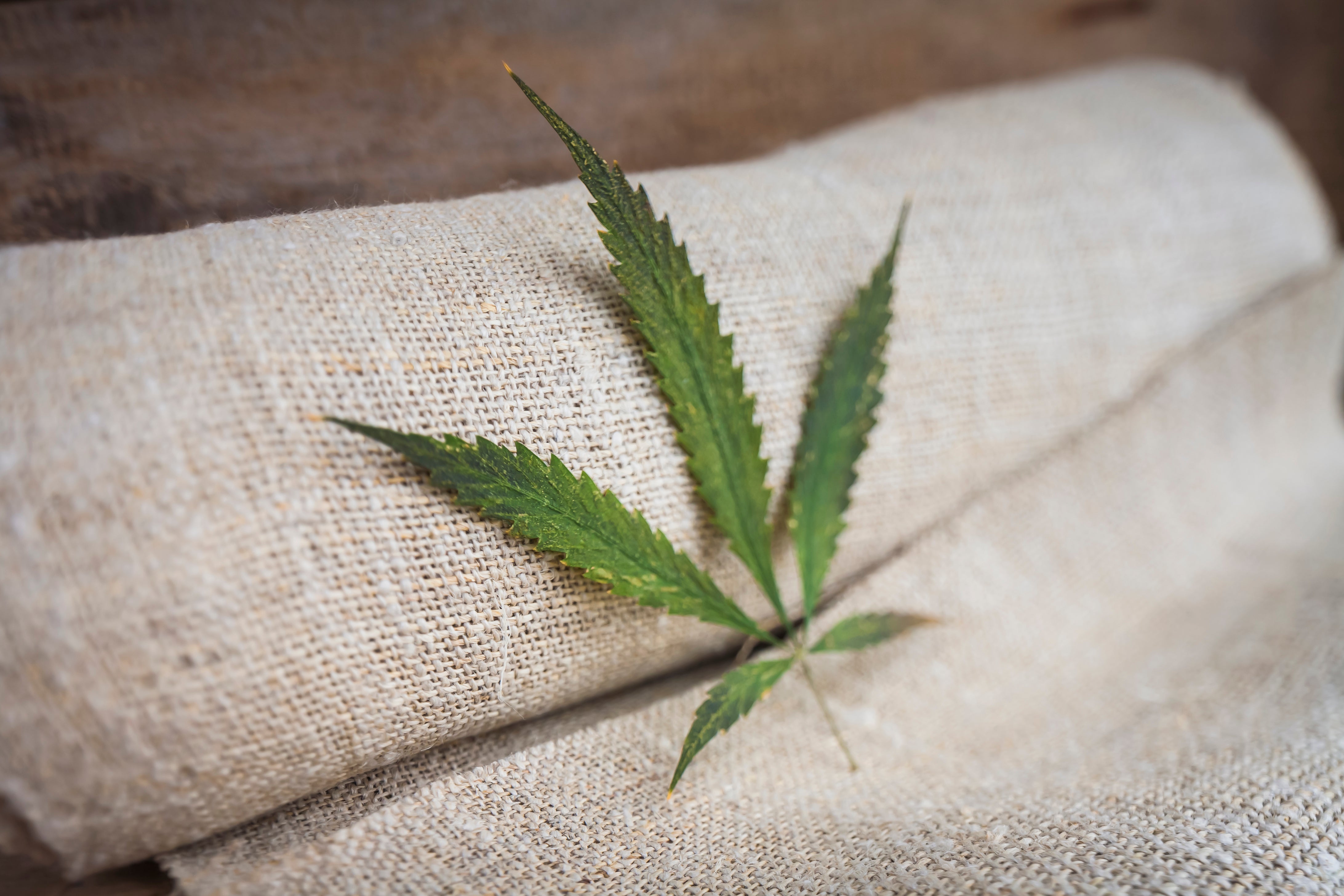 Hemp 101: What It Is and Why Everyone’s Talking About It