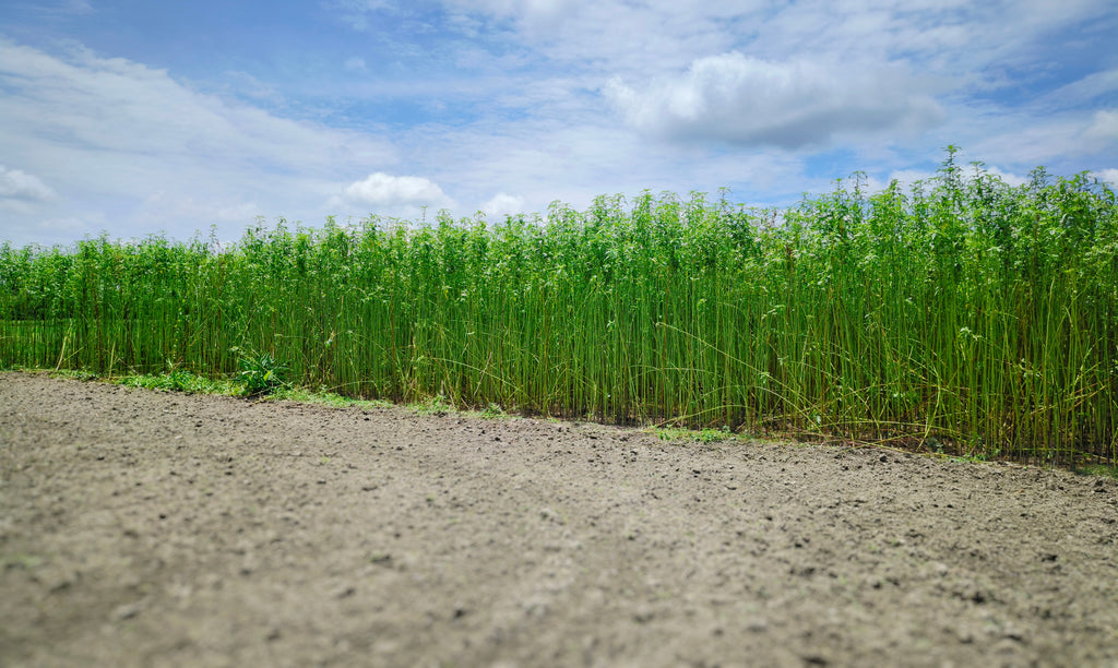 A green field of jute plants growing under a blue sky.