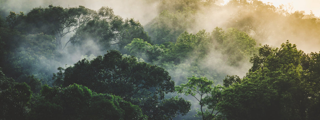 A mist-covered forest canopy with dense green foliage, bathed in soft sunlight filtering through the trees.