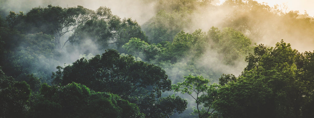 A mist-covered forest canopy with dense green foliage, bathed in soft sunlight filtering through the trees.